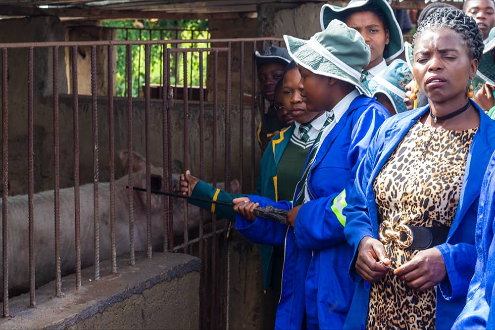 Students learning animal husbandry and livestock management